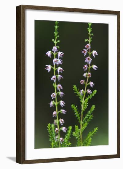 Heather (Erica Sp) in Flower, Brtnicky Hradek, Bohemian Switzerland Np, Czech Republic-Ruiz-Framed Premium Photographic Print