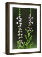 Heather (Erica Sp) in Flower, Brtnicky Hradek, Bohemian Switzerland Np, Czech Republic-Ruiz-Framed Photographic Print