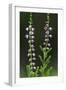 Heather (Erica Sp) in Flower, Brtnicky Hradek, Bohemian Switzerland Np, Czech Republic-Ruiz-Framed Photographic Print