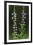 Heather (Erica Sp) in Flower, Brtnicky Hradek, Bohemian Switzerland Np, Czech Republic-Ruiz-Framed Photographic Print