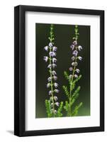 Heather (Erica Sp) in Flower, Brtnicky Hradek, Bohemian Switzerland Np, Czech Republic-Ruiz-Framed Photographic Print