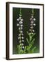 Heather (Erica Sp) in Flower, Brtnicky Hradek, Bohemian Switzerland Np, Czech Republic-Ruiz-Framed Photographic Print