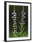 Heather (Erica Sp) in Flower, Brtnicky Hradek, Bohemian Switzerland Np, Czech Republic-Ruiz-Framed Photographic Print