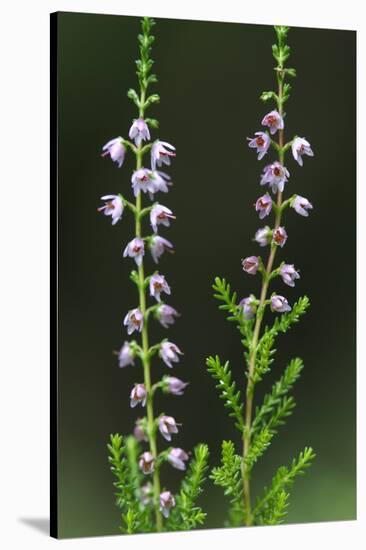 Heather (Erica Sp) in Flower, Brtnicky Hradek, Bohemian Switzerland Np, Czech Republic-Ruiz-Stretched Canvas