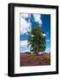 Heather Fields with Birch in Holland-Ivonnewierink-Framed Photographic Print