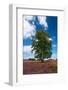 Heather Fields with Birch in Holland-Ivonnewierink-Framed Photographic Print