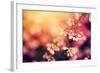 Heather Flowers on a Fall, Autumn Meadow in Shining Settng Sun that Gives Warm Mood. Vintage Retro-Michal Bednarek-Framed Photographic Print