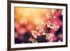 Heather Flowers on a Fall, Autumn Meadow in Shining Settng Sun that Gives Warm Mood. Vintage Retro-Michal Bednarek-Framed Photographic Print