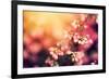 Heather Flowers on a Fall, Autumn Meadow in Shining Settng Sun that Gives Warm Mood. Vintage Retro-Michal Bednarek-Framed Photographic Print