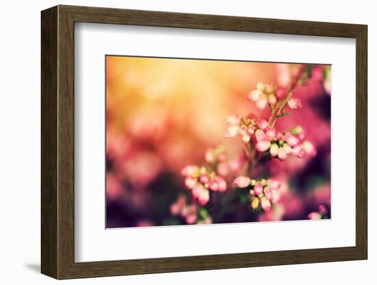 Heather Flowers on a Fall, Autumn Meadow in Shining Settng Sun that Gives Warm Mood. Vintage Retro-Michal Bednarek-Framed Photographic Print