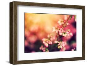 Heather Flowers on a Fall, Autumn Meadow in Shining Settng Sun that Gives Warm Mood. Vintage Retro-Michal Bednarek-Framed Photographic Print