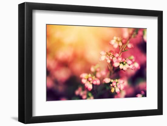 Heather Flowers on a Fall, Autumn Meadow in Shining Settng Sun that Gives Warm Mood. Vintage Retro-Michal Bednarek-Framed Photographic Print