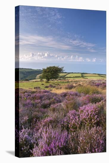 Heather in Flower on Porlock Common, Exmoor National Park, Somerset, England. Summer (August)-Adam Burton-Stretched Canvas