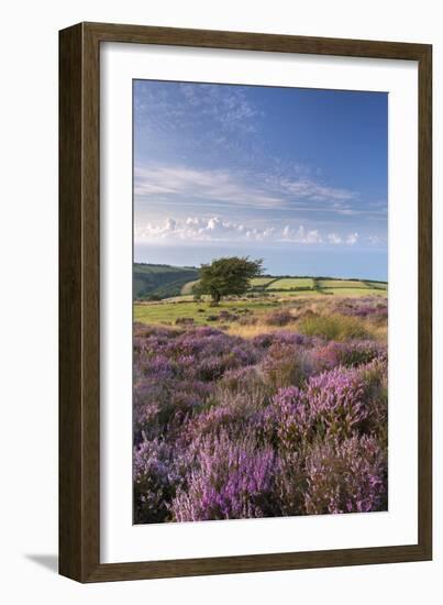 Heather in Flower on Porlock Common, Exmoor National Park, Somerset, England. Summer (August)-Adam Burton-Framed Photographic Print