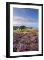 Heather in Flower on Porlock Common, Exmoor National Park, Somerset, England. Summer (August)-Adam Burton-Framed Photographic Print