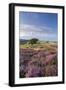 Heather in Flower on Porlock Common, Exmoor National Park, Somerset, England. Summer (August)-Adam Burton-Framed Photographic Print