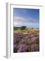 Heather in Flower on Porlock Common, Exmoor National Park, Somerset, England. Summer (August)-Adam Burton-Framed Photographic Print