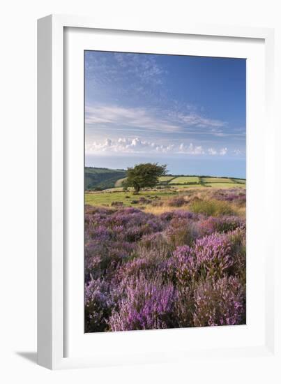 Heather in Flower on Porlock Common, Exmoor National Park, Somerset, England. Summer (August)-Adam Burton-Framed Photographic Print