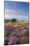 Heather in Flower on Porlock Common, Exmoor National Park, Somerset, England. Summer (August)-Adam Burton-Mounted Photographic Print