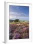 Heather in Flower on Porlock Common, Exmoor National Park, Somerset, England. Summer (August)-Adam Burton-Framed Photographic Print