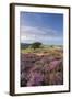 Heather in Flower on Porlock Common, Exmoor National Park, Somerset, England. Summer (August)-Adam Burton-Framed Photographic Print