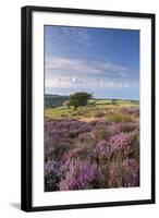 Heather in Flower on Porlock Common, Exmoor National Park, Somerset, England. Summer (August)-Adam Burton-Framed Photographic Print