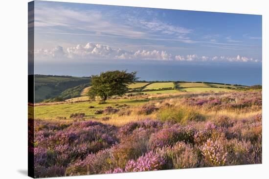 Heather in Flower on Porlock Common, Exmoor National Park, Somerset, England. Summer (August)-Adam Burton-Stretched Canvas