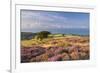 Heather in Flower on Porlock Common, Exmoor National Park, Somerset, England. Summer (August)-Adam Burton-Framed Photographic Print