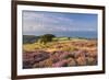 Heather in Flower on Porlock Common, Exmoor National Park, Somerset, England. Summer (August)-Adam Burton-Framed Photographic Print