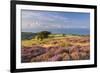 Heather in Flower on Porlock Common, Exmoor National Park, Somerset, England. Summer (August)-Adam Burton-Framed Photographic Print