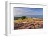 Heather in Flower on Porlock Common, Exmoor National Park, Somerset, England. Summer (August)-Adam Burton-Framed Photographic Print