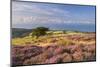 Heather in Flower on Porlock Common, Exmoor National Park, Somerset, England. Summer (August)-Adam Burton-Mounted Photographic Print