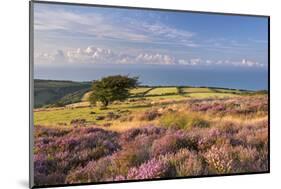 Heather in Flower on Porlock Common, Exmoor National Park, Somerset, England. Summer (August)-Adam Burton-Mounted Photographic Print