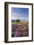 Heather in Flower on Porlock Common, Exmoor National Park, Somerset, England. Summer (August)-Adam Burton-Framed Photographic Print