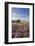 Heather in Flower on Porlock Common, Exmoor National Park, Somerset, England. Summer (August)-Adam Burton-Framed Photographic Print