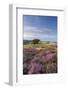 Heather in Flower on Porlock Common, Exmoor National Park, Somerset, England. Summer (August)-Adam Burton-Framed Photographic Print