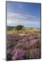 Heather in Flower on Porlock Common, Exmoor National Park, Somerset, England. Summer (August)-Adam Burton-Mounted Photographic Print