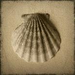 Seashell Study III-Heather Jacks-Framed Art Print