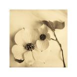 Cherry Blossoms I-Heather Johnston-Giclee Print