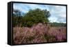 Heather Landscape-Ivonnewierink-Framed Stretched Canvas