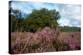 Heather Landscape-Ivonnewierink-Stretched Canvas