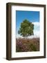 Heather Landscape-Ivonnewierink-Framed Photographic Print