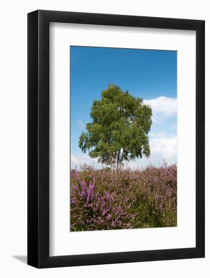 Heather Landscape-Ivonnewierink-Framed Photographic Print