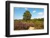 Heather Landscape-Ivonnewierink-Framed Photographic Print