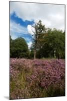 Heather Landscape-Ivonnewierink-Mounted Photographic Print