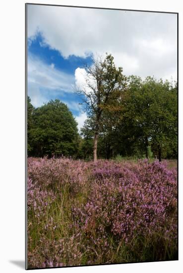 Heather Landscape-Ivonnewierink-Mounted Photographic Print