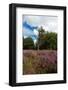 Heather Landscape-Ivonnewierink-Framed Photographic Print