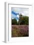 Heather Landscape-Ivonnewierink-Framed Photographic Print