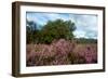 Heather Landscape-Ivonnewierink-Framed Photographic Print