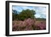 Heather Landscape-Ivonnewierink-Framed Photographic Print